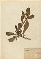 藏品(草海桐(水草))的圖片